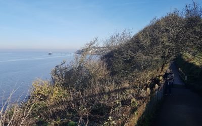January In the Wood