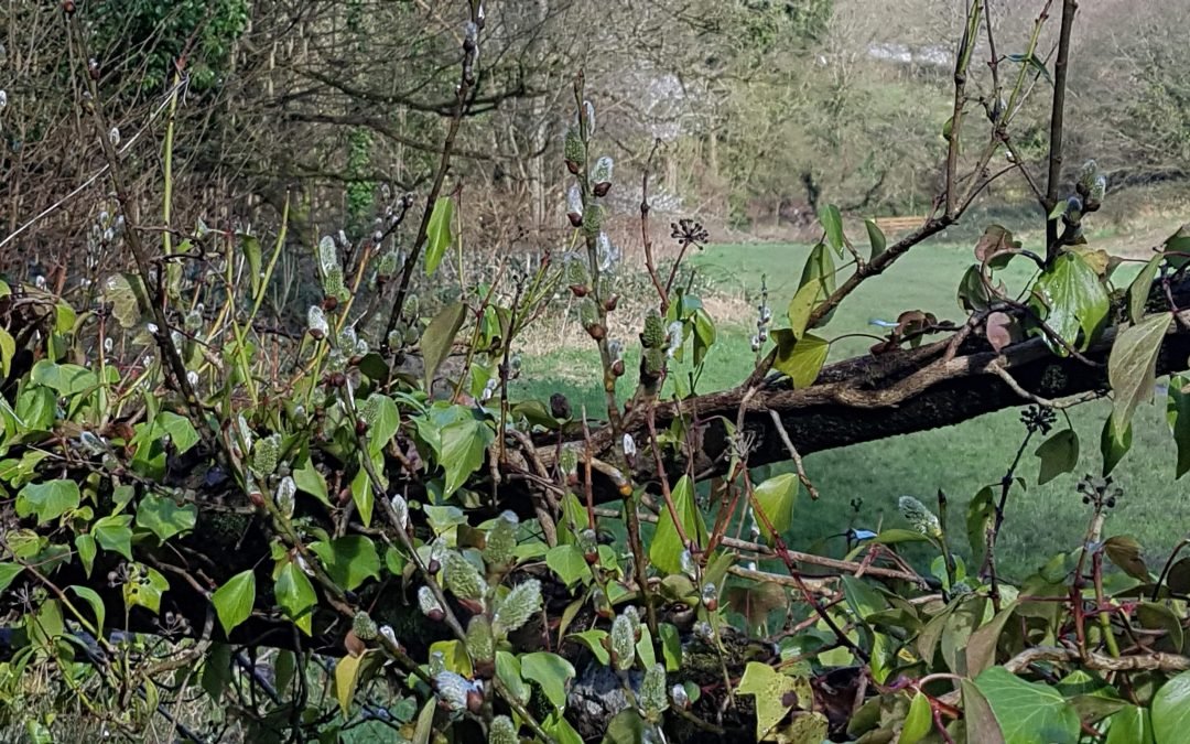 February in the Wood