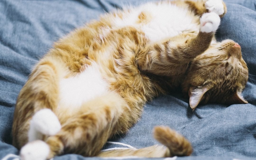 Sleep Blog 1