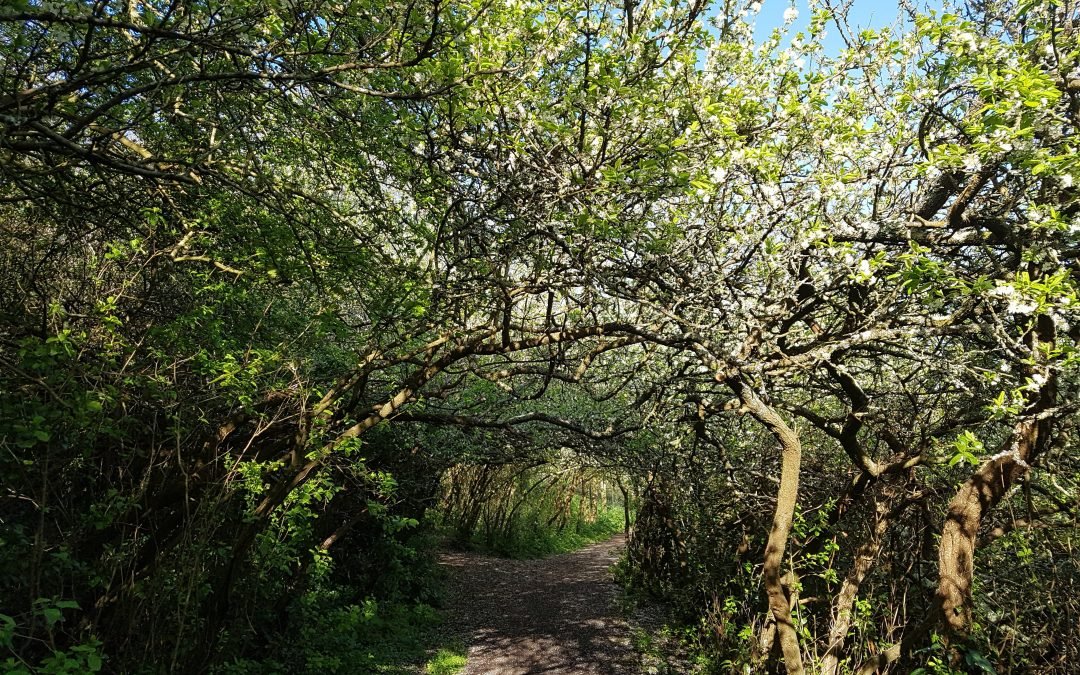 April in the Woods