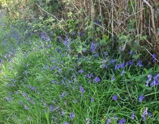 May in the Woods