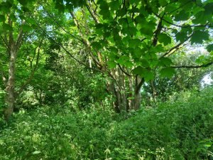 nettles