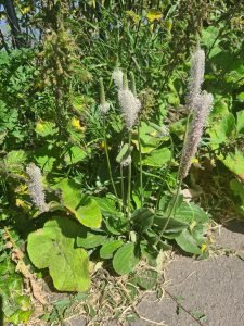 plaintain herb