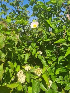 wild rose