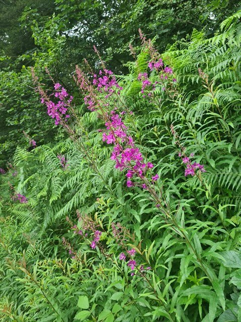 July in the woods