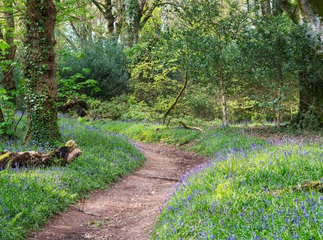woodland path