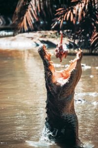crocodile with mouth open