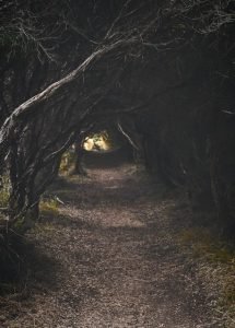 An introduction to archetypes in midlife, as depicted by a mysterious dark path weaving through a forest with towering trees in the background.